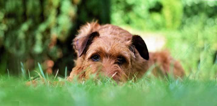 Why Do Dogs Eat Grass Frantically? - Daily Dog Stuff