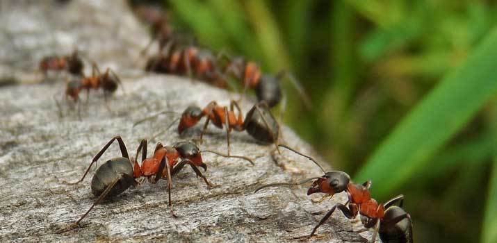 Ants in the garden that can potentially bite a dog