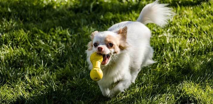 dog playing with a squeaky toy