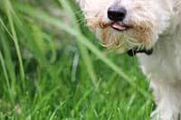 puppy eating grass