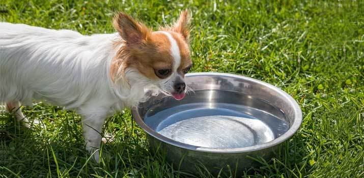 Dog Coughs After Drinking Water