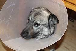 dog in bedroom wearing a cone
