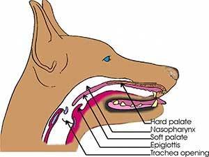 epiglottis anatomy in dogs