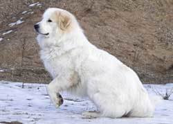 Fluffy Great Pyrenese