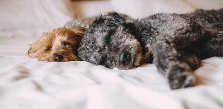 Dog sleeping on pet hair resistant hypoallergenic bedding
