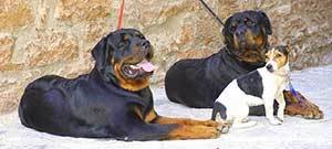 Rottweilers have no problem being around other dog