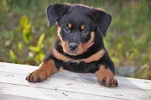 a Rottweiler can become a wonderful family dog.