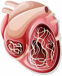 heartworm in heart