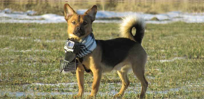 dog with a camera attached to his neck collar