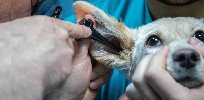 Examining a dogs ear for mites or a yeast infection