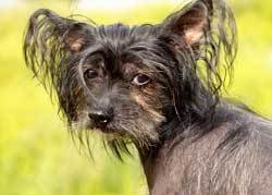 ugly Chinese Crested