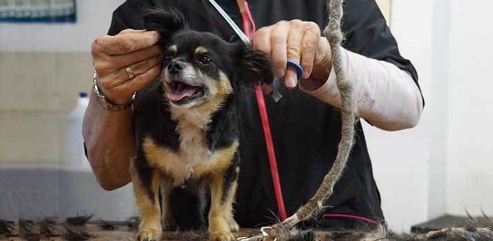 Using professional Grooming Shears to trim a dog