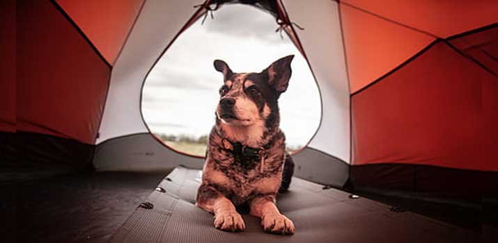 dog inside a spacious tent