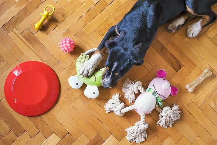 dog playing with eco friendly dog toys