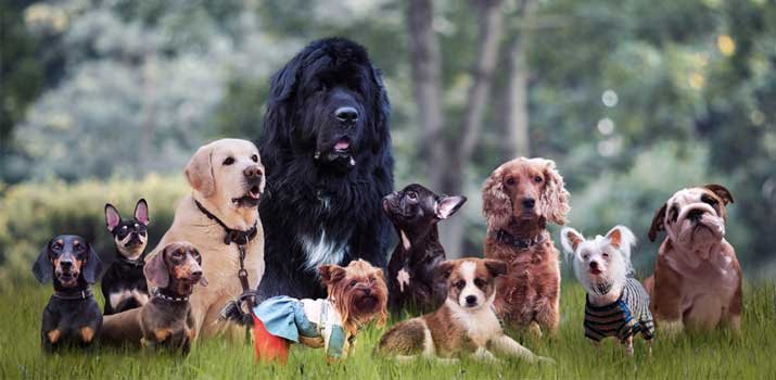 best and worst dog breeds for first time dog owners