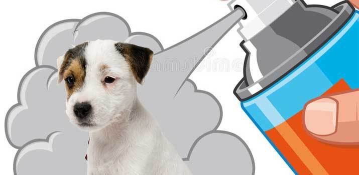 spraying a smelly dog with dog cologne