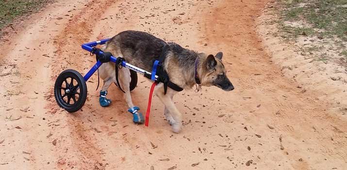 Dog walking with a wheelchair to support back legs