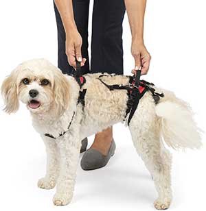 PetSafe CareLift Handicapped Support Dog Harness