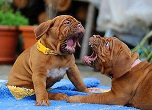 dogs fighting and puffing