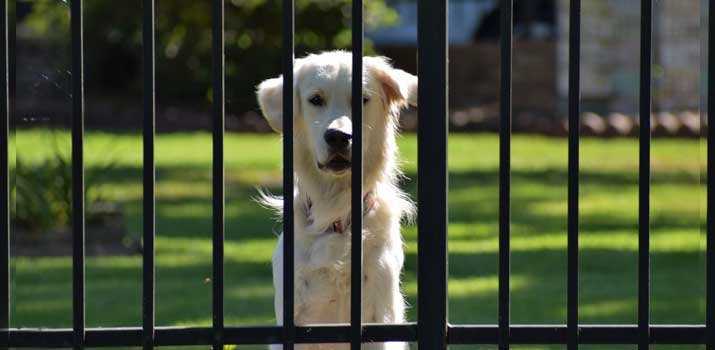 Dog behind an outdoor door gate