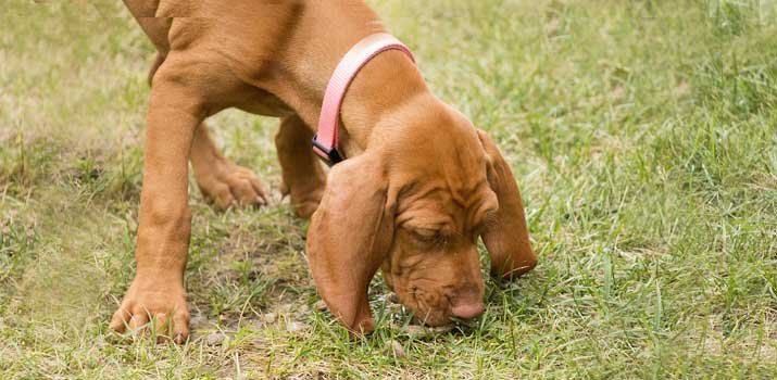 Dog smells the odor of dog urine in the lawn