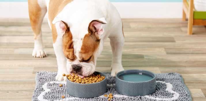 Best Dog Food Mats for Messy Eaters | Daily Dog Stuff