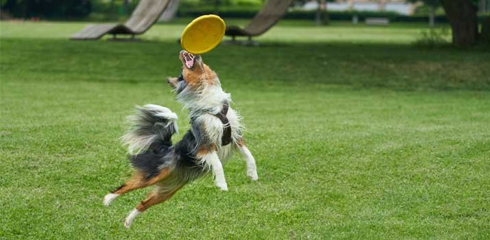 training a dog to catch a frisbee