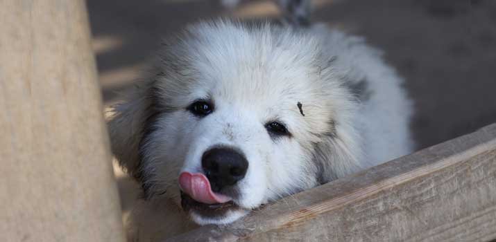well fed Great Pyrenees