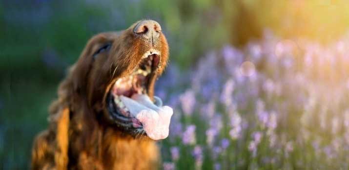 Why your Dog is Foaming at the Mouth & What to Do..