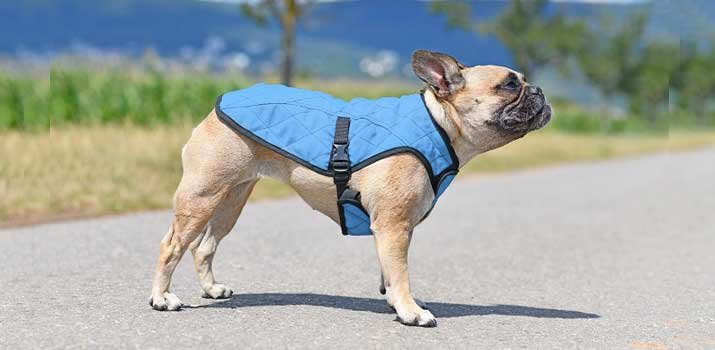 dog waering a cooling vest