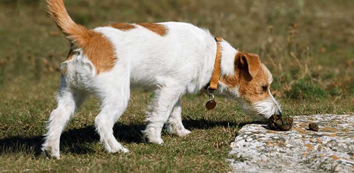 is it safe to give dogs meat tenderizer