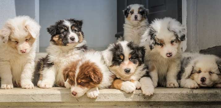 Can Brother and Sister Dogs Have Puppies? The Risks of ...