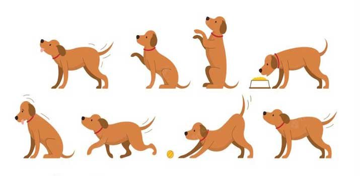Dog behaviors explained