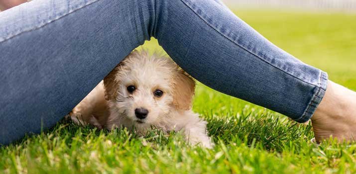 Understanding Canine Behavior
