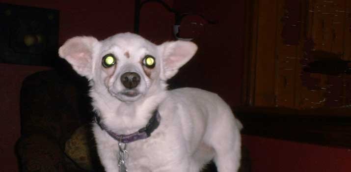 puppy looking into camera resulting in yellow glowing eyes