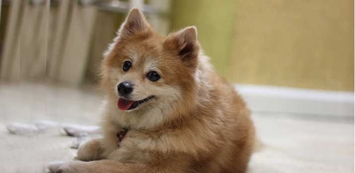 TOP 7 Best Dog Food for Pomeranians | Daily Dog Stuff