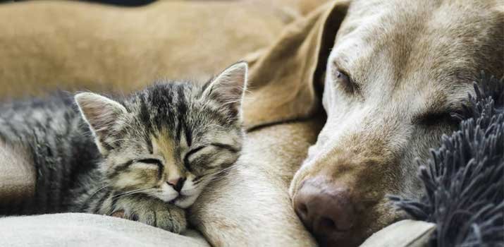 Cat and dog can mate but she wont get pregnant