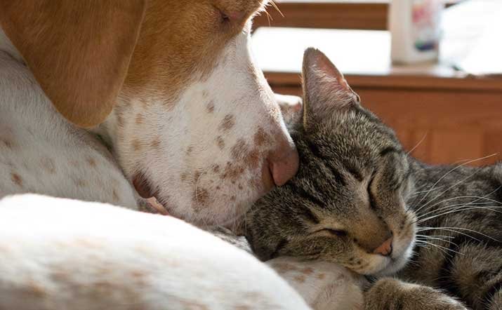 Dog and cat sleeping together as lovers