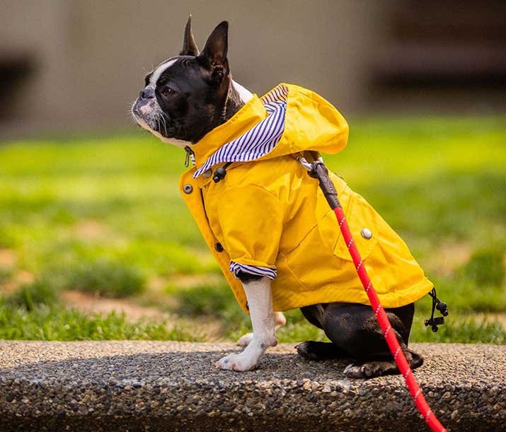 Dog wearing a raincoat to protect her from the weather