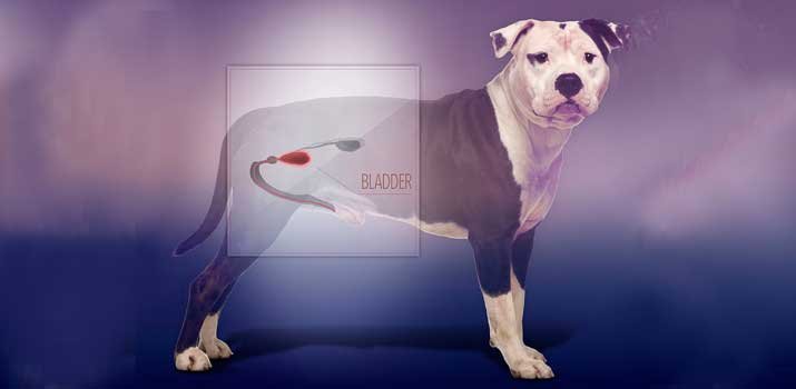 Dog with bladder stones